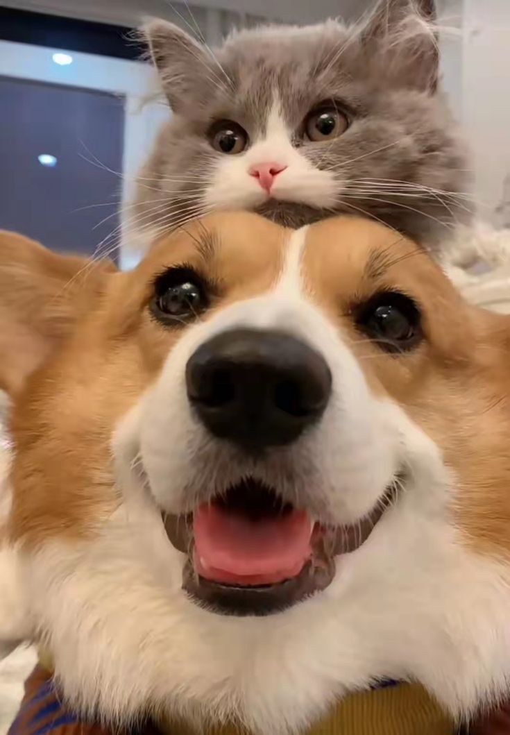 Mascotas